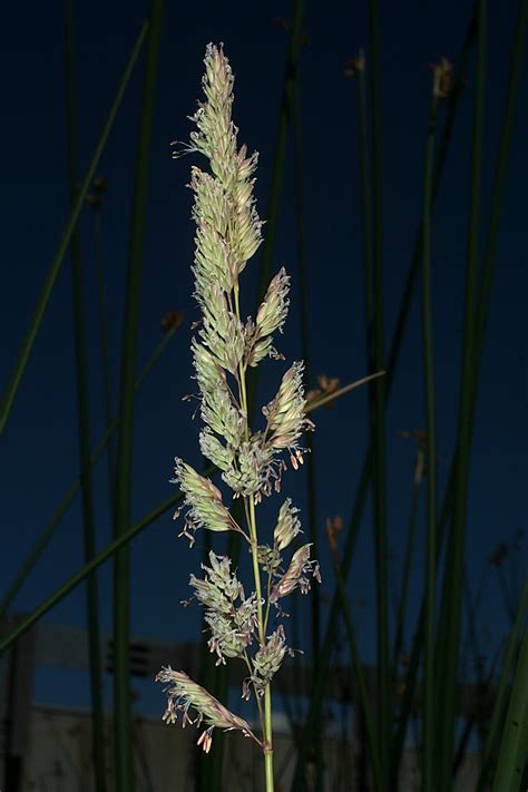 Vascular Plants of the Gila Wilderness-- Phalaris arundinacea