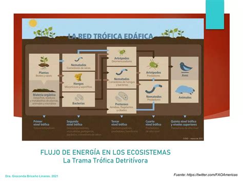 Propiedades Emergentes De Los Ecosistemas Y Bioacumulacion PPT