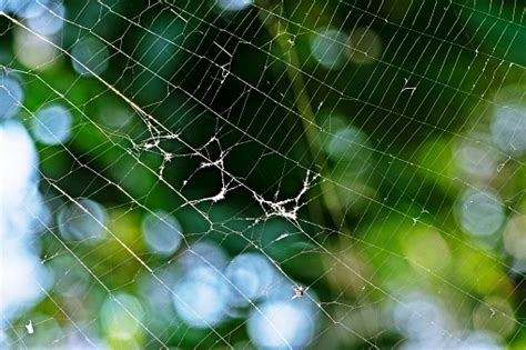 Spider Web Green Background Stock Photo - Download Image Now - Animal ...