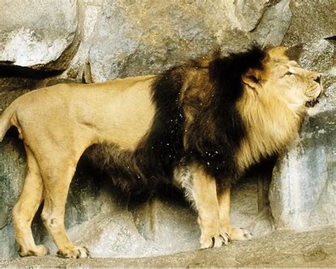 Cape lion ~ Everything You Need to Know with Photos | Videos