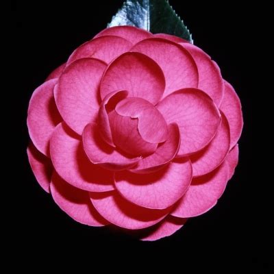 Sugar Babe American Camellia Society