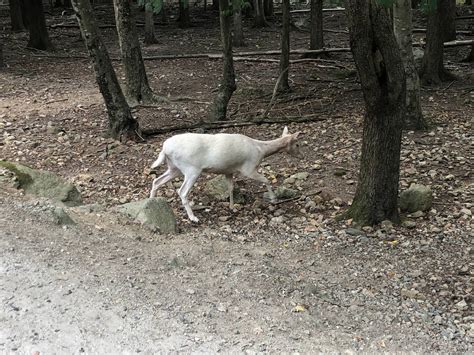 Southwicks Zoo 2022 White Fallow Deer By Alecborden1014 On Deviantart