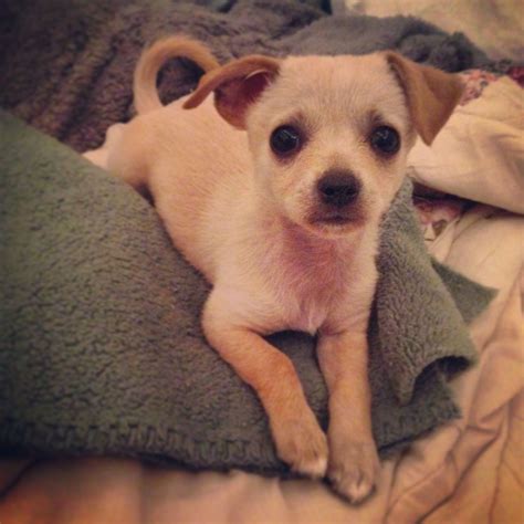 Albums 96 Pictures What Does A Chihuahua Terrier Mix Look Like Stunning