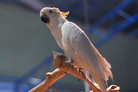 Como Identificar O Estresse Em Aves E Suas Consequentes Doen As