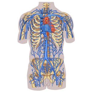 Veins: Structure and function. Introduction – Easy Anatomy 3D