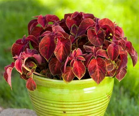 Coleus Varieties For Sun Or Shade The Contented Plant