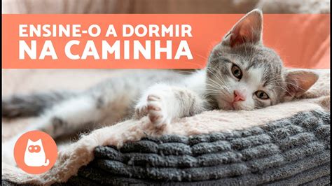 Como Ensinar Um Gato A Dormir Na Caminha 🐱🛏️ 7 Dicas Youtube