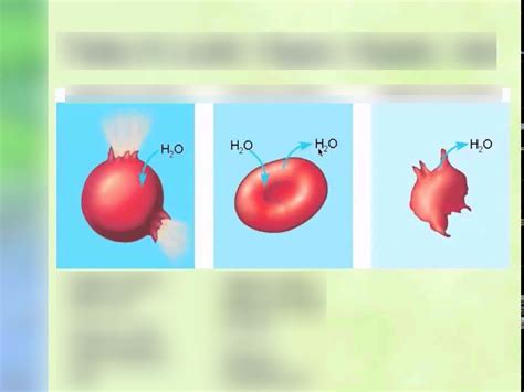 Hypo Hyper And Isotonic Red Blood Cells Unit 45 Biology Wagar