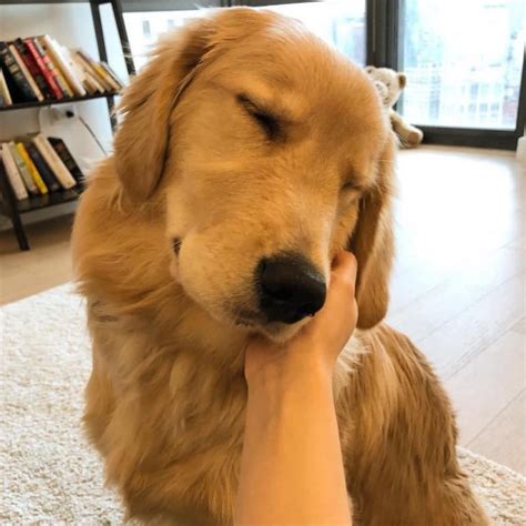 8 Innocent dog faces 🐶 🥰