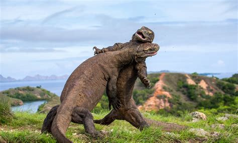 Tarif Baru Pulau Komodo Rp3 75 Juta Tetap Berlaku 1 Januari 2023