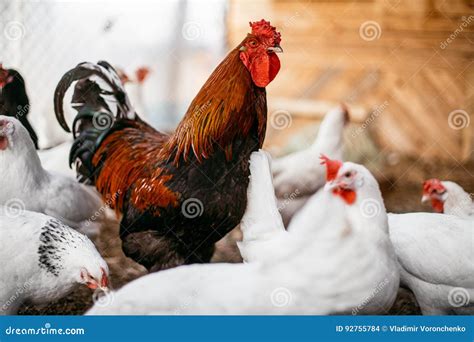 Chicken Broilers Poultry Farm Stock Photo Image Of Animal Closeup