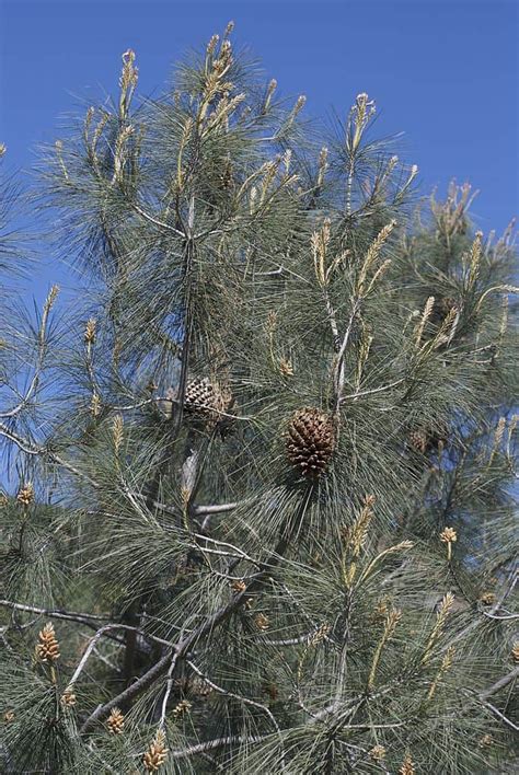 29 Different Types Of Pine Trees In California Northern And Southern