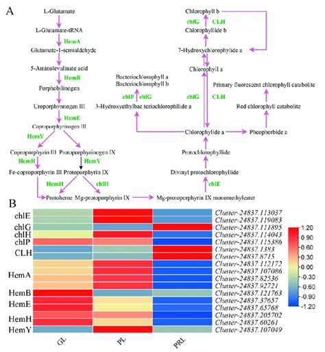 Biosynthetic Pathway Of Chlorophyll In P Virginiana Leaf Color Change