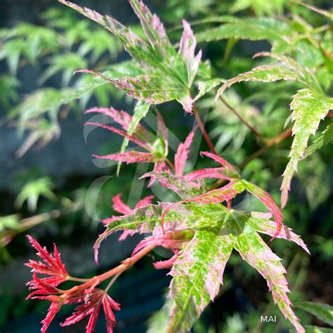 Acer palmatum Phoenix Érable du Japon Palmatia Plantes