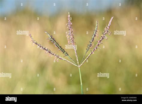 Bermuda-grass - Cynodon dactylon Stock Photo - Alamy