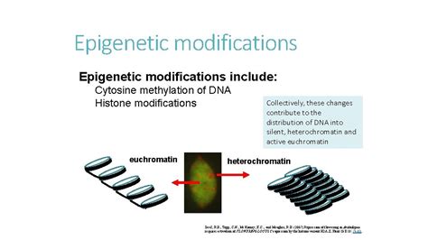 Lecture 25 Viruses Outline Epigenetics Cont Histone Modification 