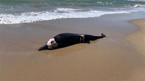 Aparece Un Delf N Muerto En Una Playa De Sitges