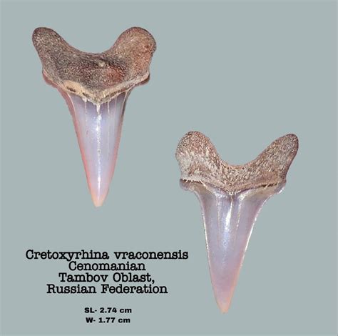 Cretoxyrhina vraconensis - Member Collections - The Fossil Forum