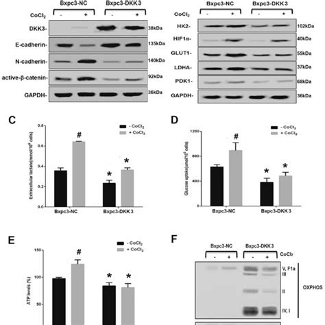 dkk inhibits aerobic glycolysis  pancreatic cancer bxpc  cells