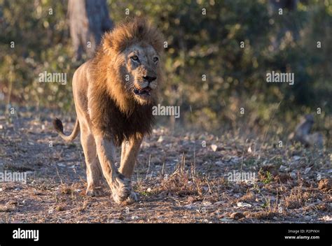 South Africa Mala Mala Game Reserve Savannah Lion Panthera Leo