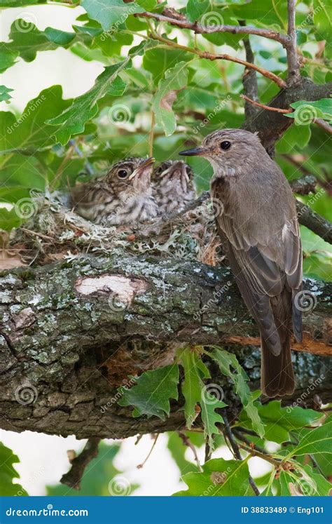 Spotted Flycatcher At Nest With Chicks Stock Image Image Of Bird