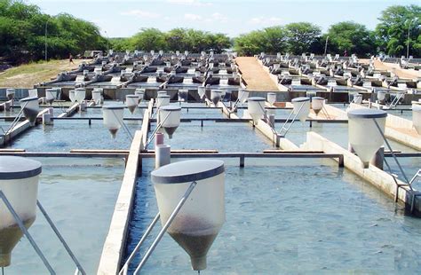 Tilapia A Truly Global Aquaculture Industry Responsible Seafood Advocate