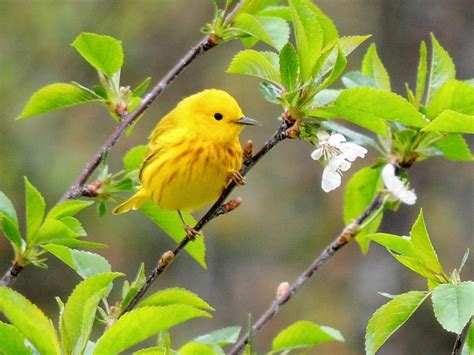 02/26/2020 Weather and Songbird Migration: Spring's Around the Corner