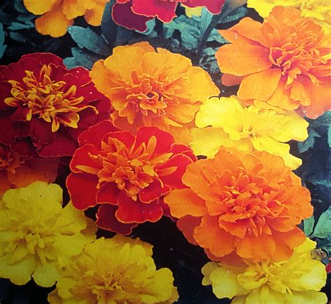 Marigold Flower Seeds - Mixed Colors of Yellow, Orange and Rust.