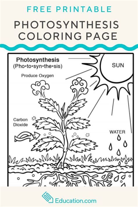 Photosynthesis Worksheet High School Synthesis Worksheet Education