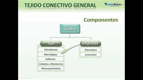 Arriba Imagen Tejido Conjuntivo Mapa Mental Abzlocal Mx