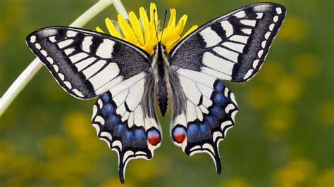 Https Planet Wissen De Natur Insekten Und Spinnentiere