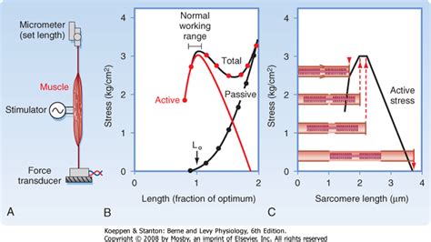 Printed From Student Consult Berne And Levy Physiology 6e The Online