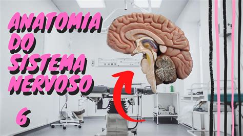 Anatomia Sistema Nervoso Medula Espinhal Youtube