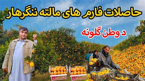 Afghanistan fruits_ جمع آوری حاصلات فارم های مالته ولایت ننگرهار - YouTube