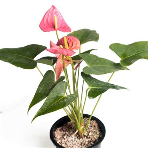 Anthurium Pink Emma Flamingo Flower Bahgaa Plants