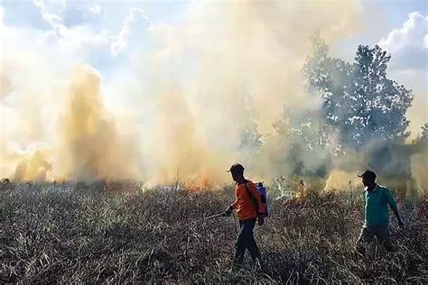 Kebakaran Hutan Dan Lahan Atau Karhutla Mulai Signifikan Dalam Seminggu