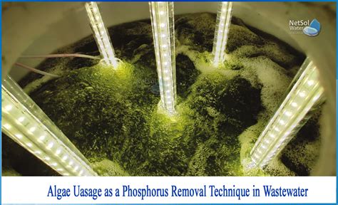 How Do You Remove Phosphorus From Wastewater Using Algae