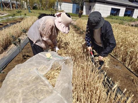 州农科院依靠科技支撑打造更高稳粮增收天府第二粮仓 凉山农科网