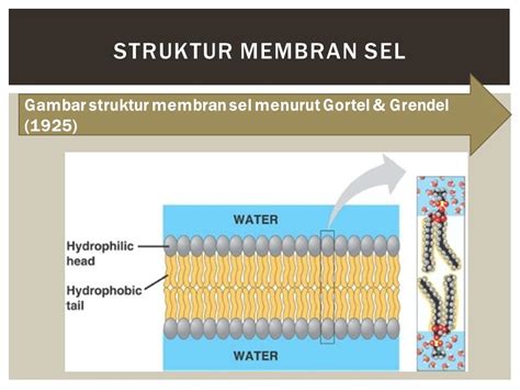 Struktur Dan Fungsi Membran Plasma 2021