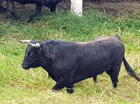 Del Toro Al Infinito San CristÓbal LlegÓ La Corrida De San Antonio