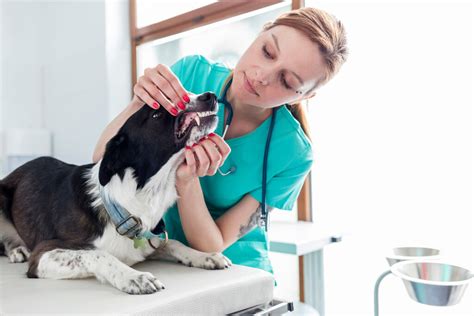 Dental education focus of upcoming VetCE Virtual event – Veterinary ...