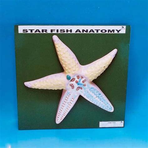 Anatomy of Starfish - Supertek Edu