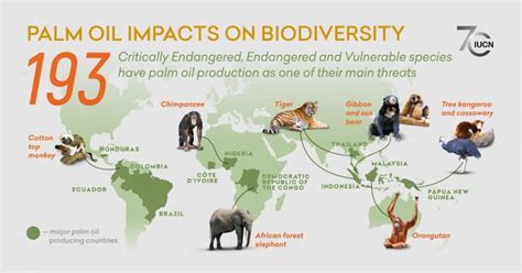 Palm Oil Problem And Solution Sigma Earth