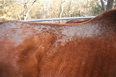 Dermatophilosis Aka ‘rain Scald Southwest Equine Veterinary Group