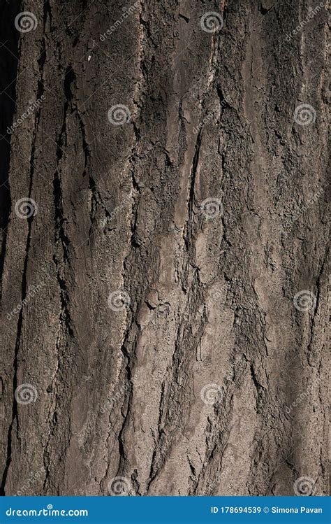 Ginkgo Biloba Bark Close Up Stock Image - Image of botanical, deciduous ...