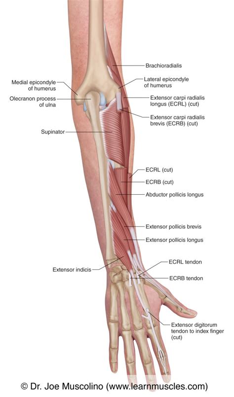 Muscles Of The Posterior Forearm Deep View Learn Muscles