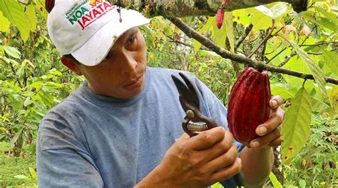 Más De 25 Mil Productores De Cacao Podrán Certificarse Como Extensionistas Prensa Total