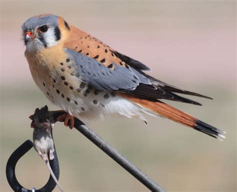 Male American Kestrel Mmmmmouse For Lunch Small Falcon American