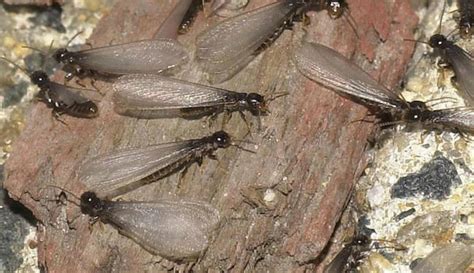 Protect your home from termite swarms during mating season in Baldwin ...