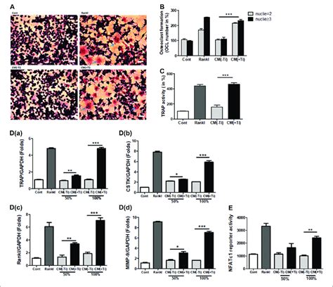 Ti Cm Induced Osteoclastogenic Differentiation In Raw 2647 Cells